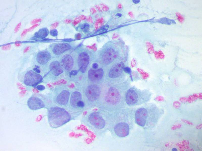 Laborleistungen Zytologisches Labor Einbeck